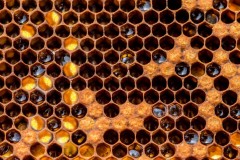 Honeycomb in the beehive